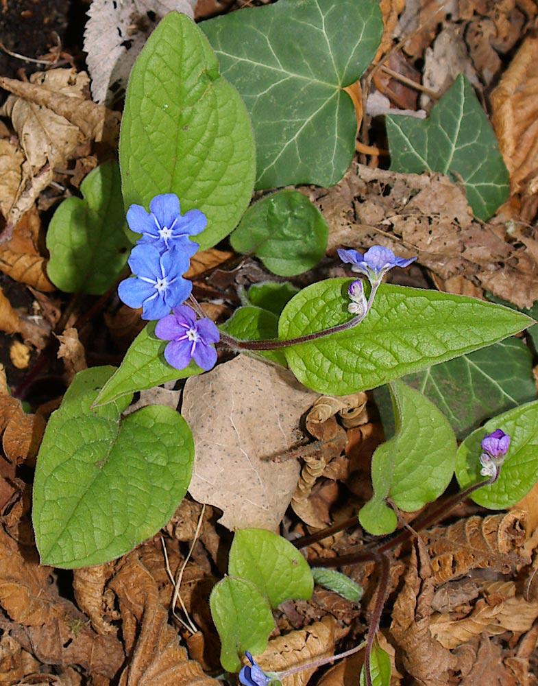 Omphalodes verna / Borrana